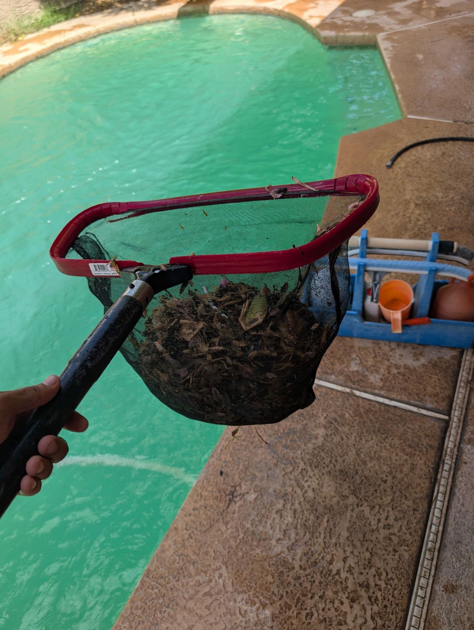 Gallery photos for From Green Pool to Oasis - Tempe Transformation: Image #4